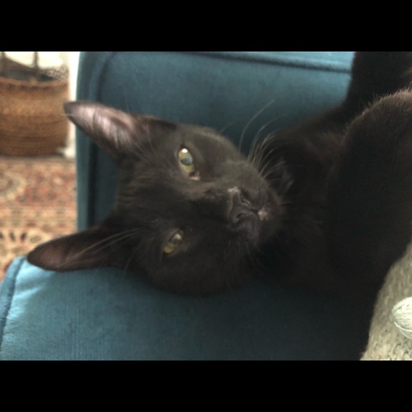 Meet your Posher, Trinity - Picture 1 of 1